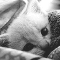 Азиза Рахматуллина