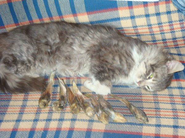 Екатерина Доценко