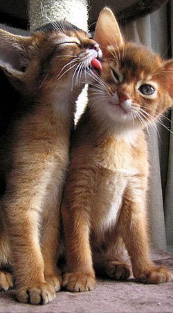 Татьяна Саркисян