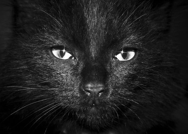 * Лапка С Когтями*