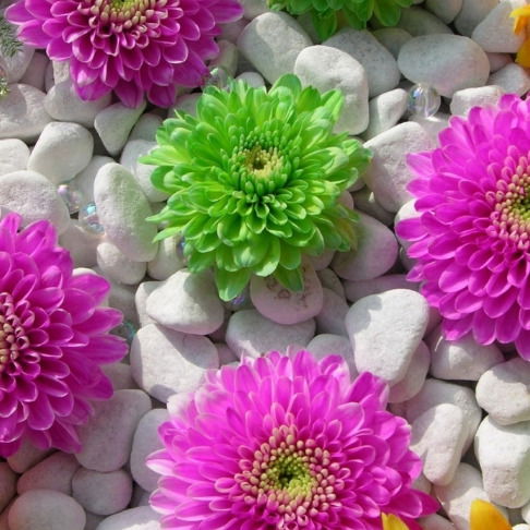 Радмила Шевченко