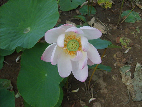 Алина Виланова