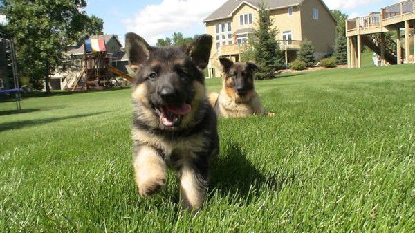 Полина Яндульская