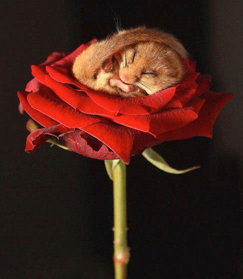 Надежда Кочеткова