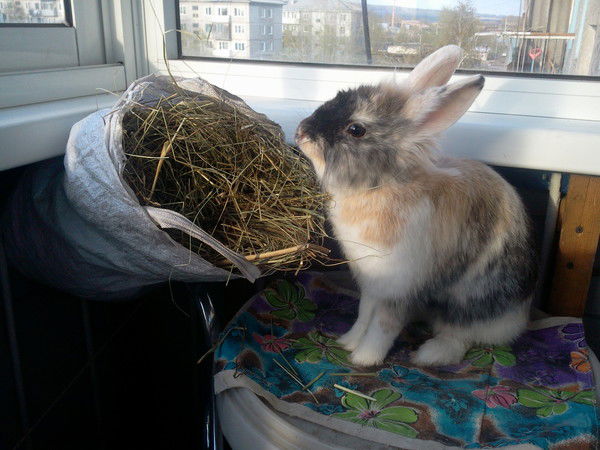 Ксения Тихонова