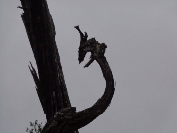 Сергей Дронов