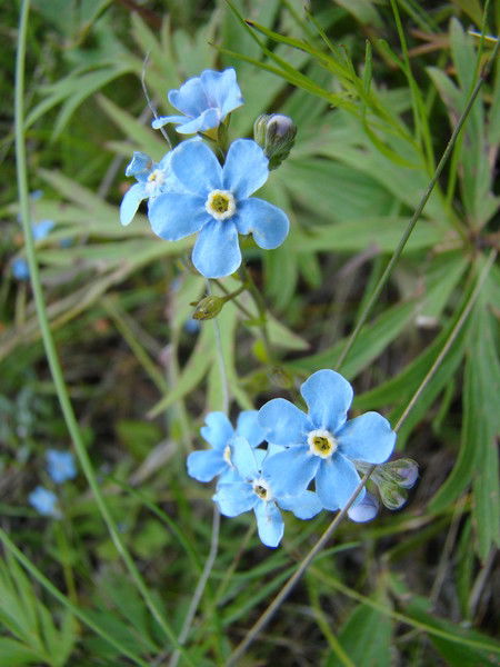 Ольга Нехина