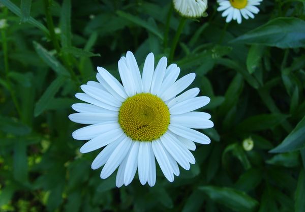 Татьяна Ромашева