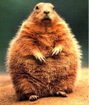 Андрей Загальский