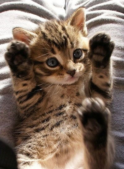 Дарья Царева