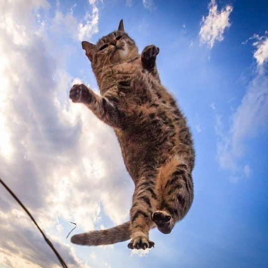 Роман Некипелов