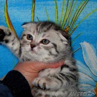 Александр Иванов