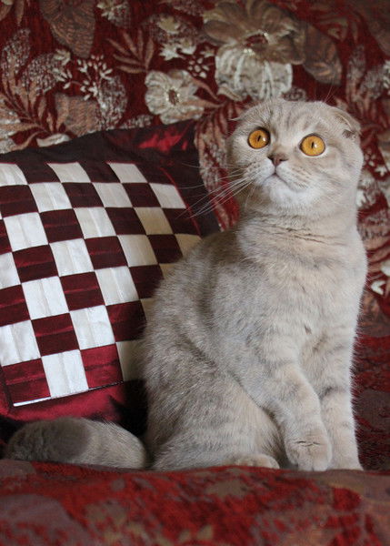 Алла Осипова