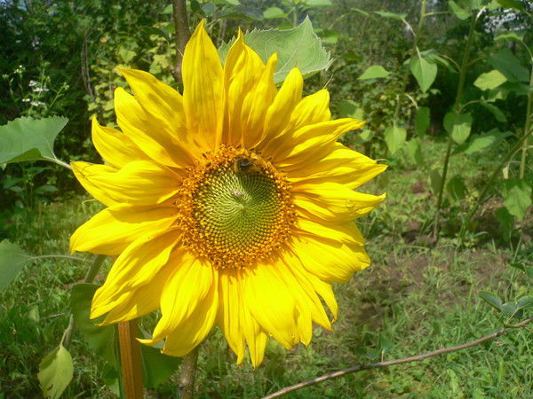 Тамара Потемкина