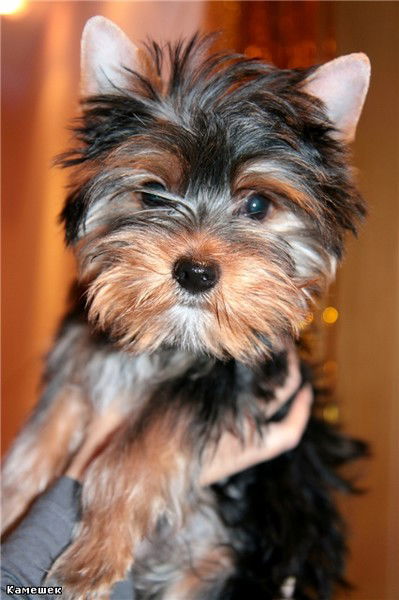 Донателло Цой