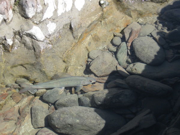 Александр Лущаев