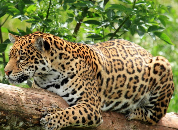 Ирина Стати