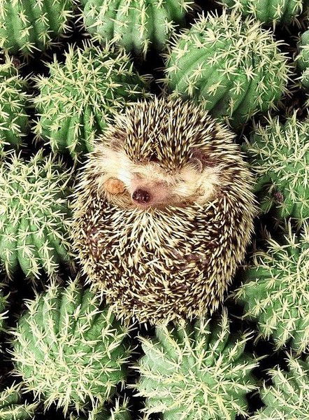 Нвард Мнацаканова