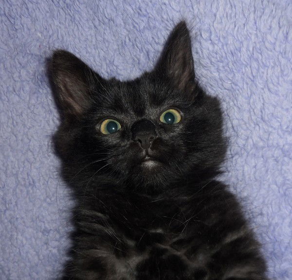 Алекс Корн-Welder