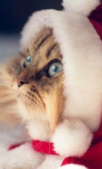 Валерия Шангайт