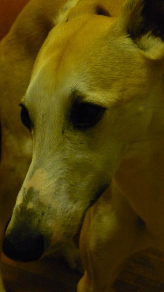 Екатерина Каткова