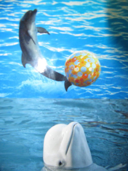 Пипко Ирина