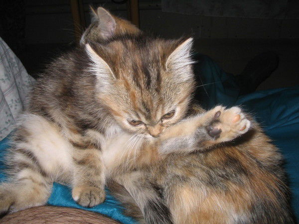 Оксана Готина