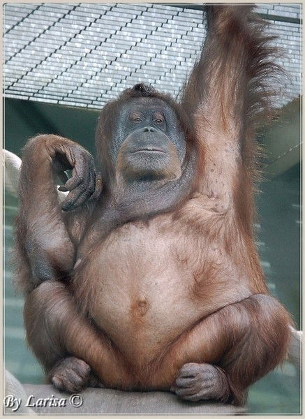 Людмила Костюк