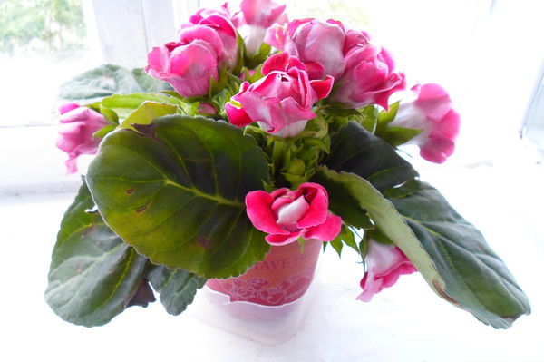 Лариса Ашманкевич