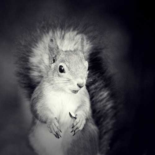 Марик Иванчогло