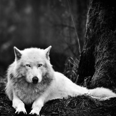 Вадим Грабко