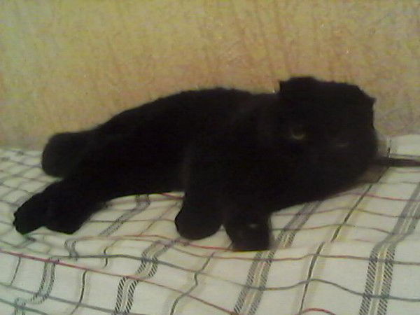 Андрей Харламов