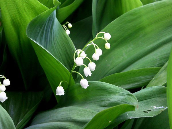 Галина Данилова