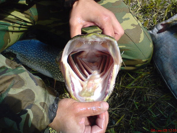 Олег Нарылков