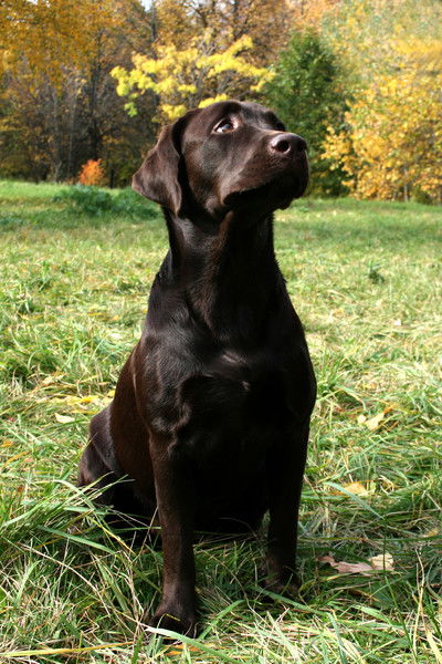 Светлана Лиханова