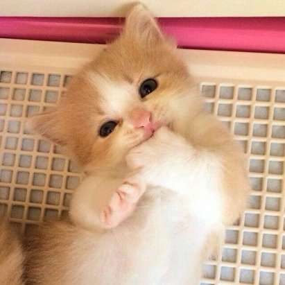 Мурзилка....(Он)