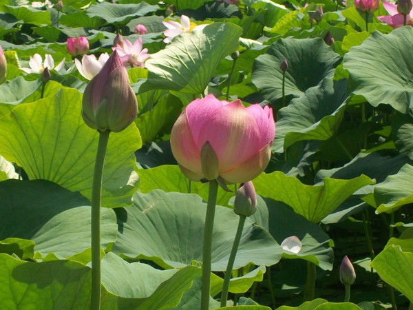 Елена Котова