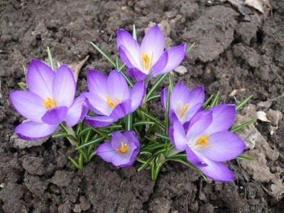 Вера Кучеренко