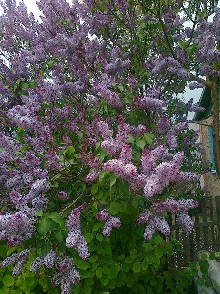 Оксана Якимчук