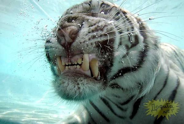 Сергей Воронин