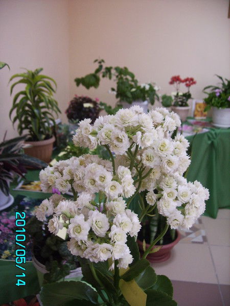 Лариса Паршина