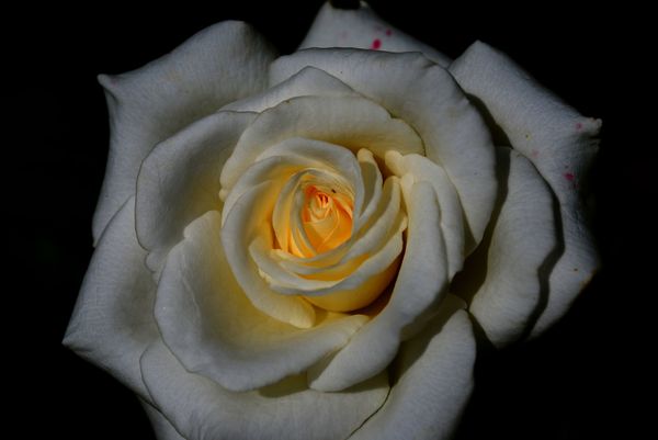 Ольга Печникова