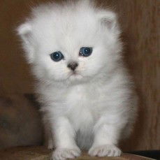 Петя Иванов