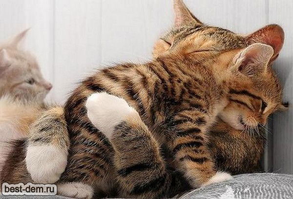 Pupsikova Iskenderova