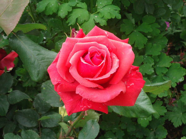 Наталья Цепилова