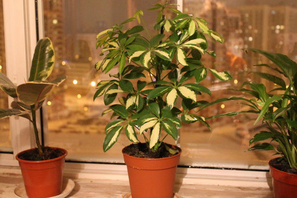 Дмитрий Кукин