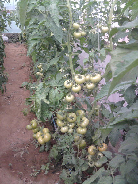 Максим Ибрагимов