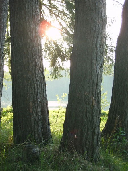 Лекс Гвоздев