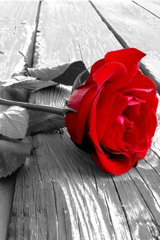 Альбина Макарова