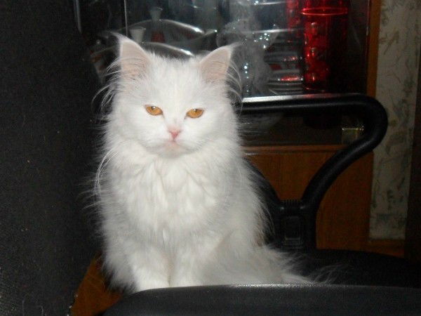 Пуфыстик Белкина